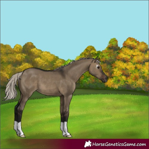 Horse Color:Gray Silver Brown Dun