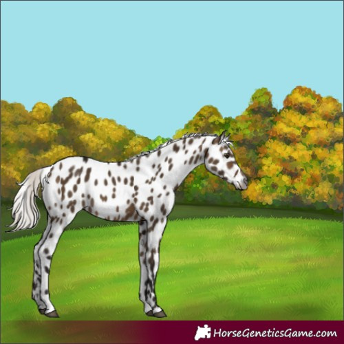 Horse Color:Gray Silver Brown Dun Appaloosa 