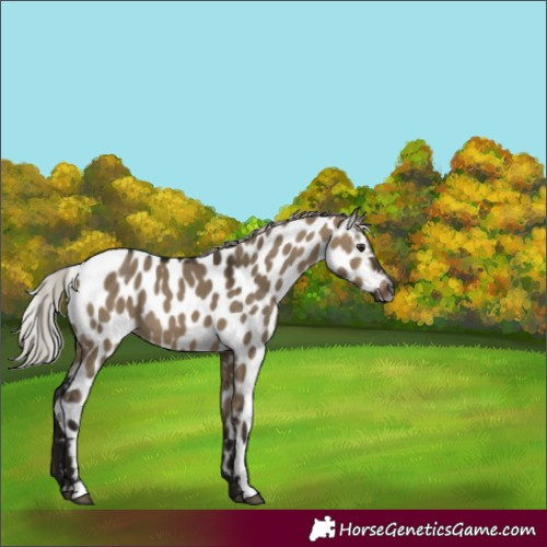 Horse Color:Gray Silver Brown Dun Appaloosa 