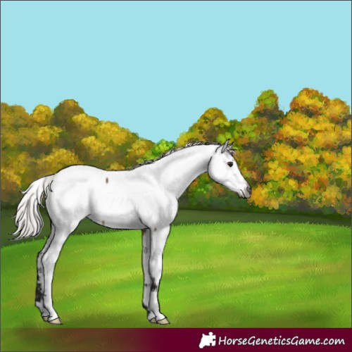 Horse Color:Gray Silver Brown Dun Appaloosa 