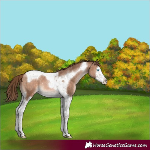 Horse Color:Brown Pearl Mushroom Splash Tobiano Appaloosa
