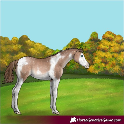 Horse Color:Brown Pearl Mushroom Splash Tobiano Appaloosa