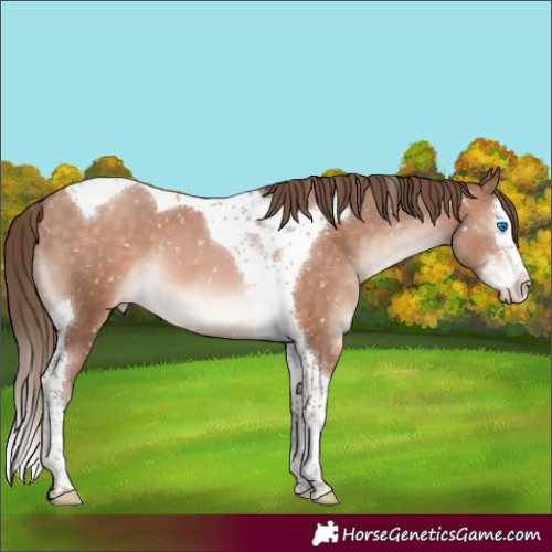 Horse Color:Brown Pearl Mushroom Splash Tobiano Appaloosa
