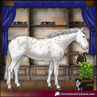 Horse Color:Buckskin Dun Splash Appaloosa