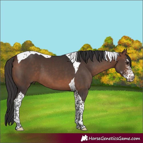 Horse Color:Bay Sabino Tobiano 