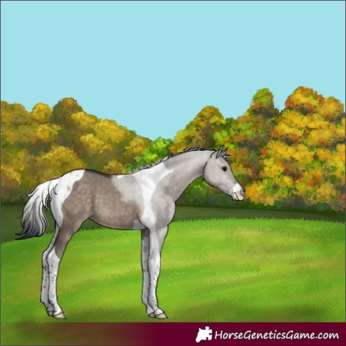 Horse Color:Brown Dun Sabino Tobiano Rabicano