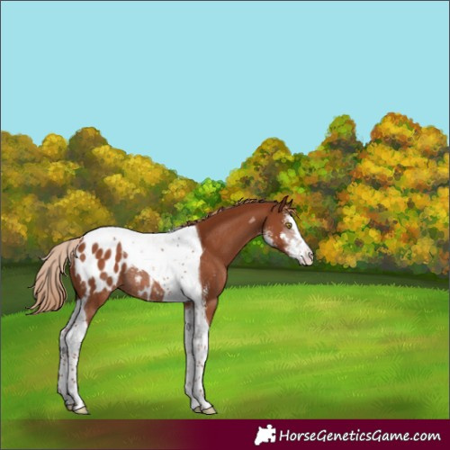 Horse Color:Chestnut Sabino Tobiano Blanket Rabicano