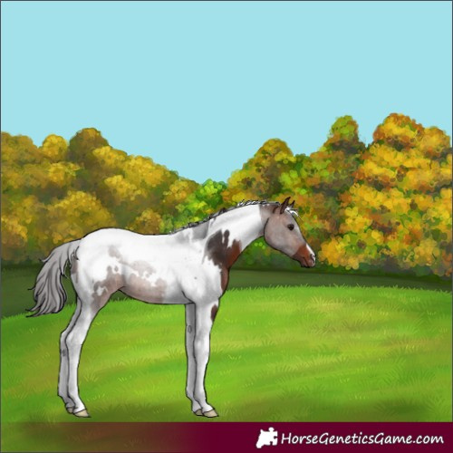 Horse Color:White Spotted Bay Tobiano
