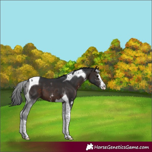 Horse Color:Brown Sabino Tobiano 