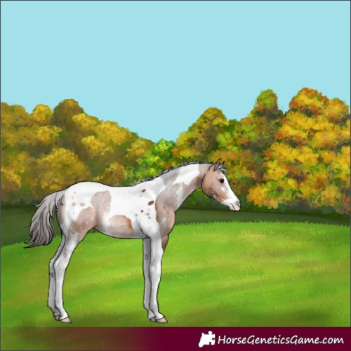 Horse Color:Bay Sabino Tobiano 