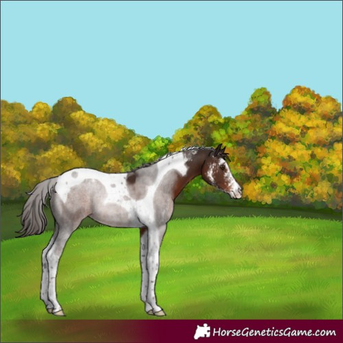 Horse Color:Liver Chestnut Sabino Tobiano