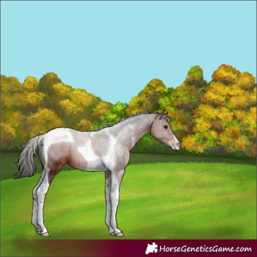 Horse Color:Bay Sabino Tobiano