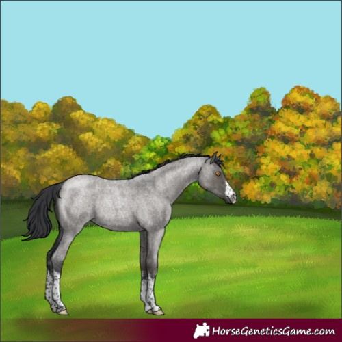 Horse Color:White Spotted Grullo Roan Rabicano 