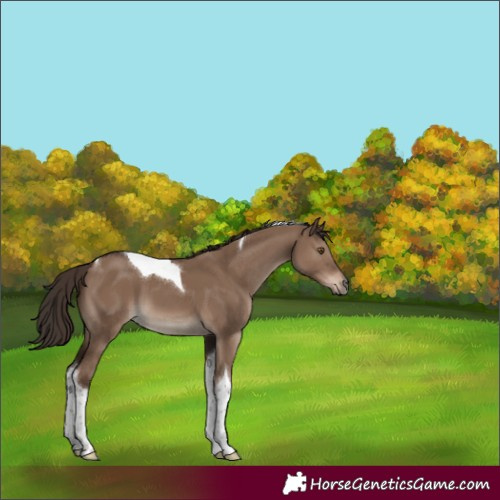 Horse Color:Liver Red Dun Tobiano 