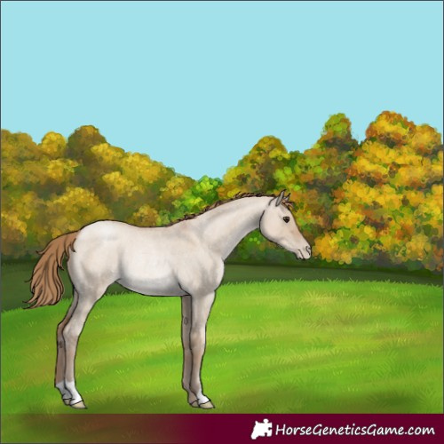 Horse Color:Grullo Roan Pearl Rabicano 