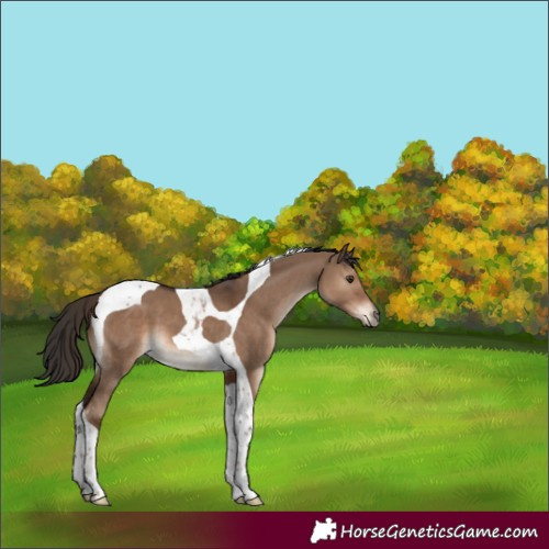 Horse Color:Liver Red Dun Tobiano