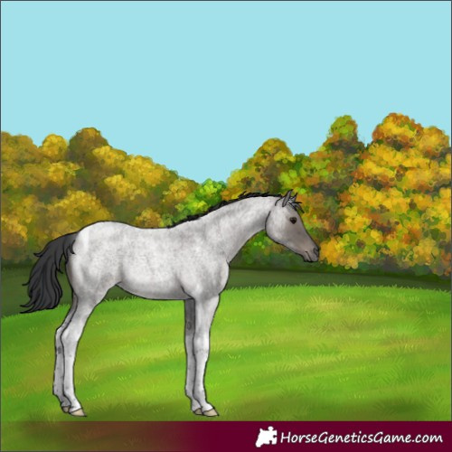 Horse Color:Grullo Roan Tobiano Rabicano 