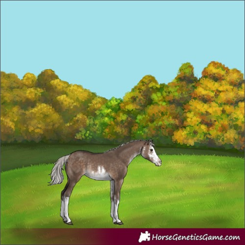 Horse Color:White Spotted Silver Brown Dun Rabicano