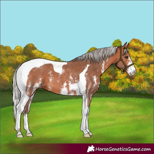 Horse Color:Silver Bay Sabino Tobiano