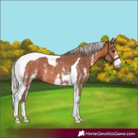 Horse Color:Silver Bay Sabino Tobiano 