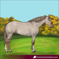 Horse Color:Liver Red Dun Roan Tobiano 
