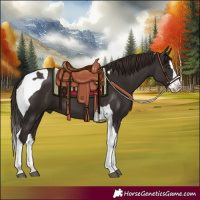 Horse Color:Liver Chestnut Splash Tobiano 