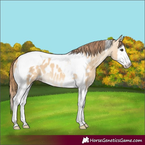 Horse Color:Red Dun Splash Tobiano Appaloosa 