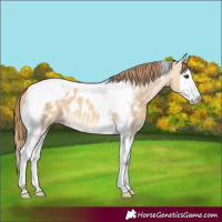 Horse Color:Red Dun Splash Tobiano Appaloosa
