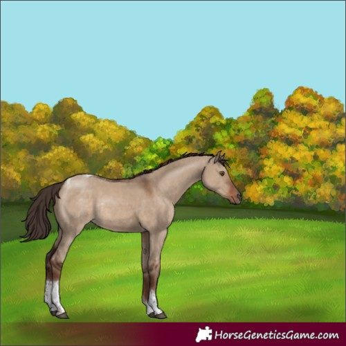 Horse Color:Liver Red Dun Tobiano Rabicano
