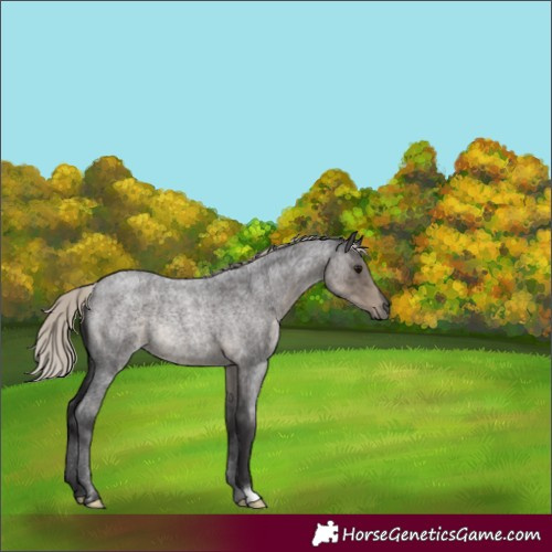 Horse Color:Silver Smoky Blue Roan Rabicano