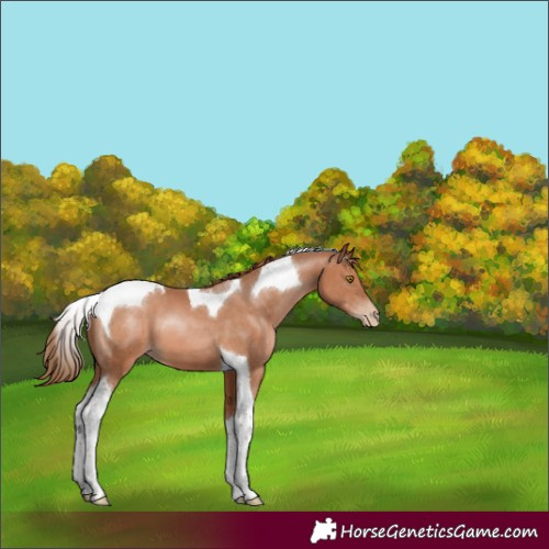 Horse Color:Bay Pearl Tobiano 