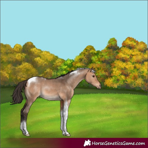 Horse Color:Bay Dun Tobiano 