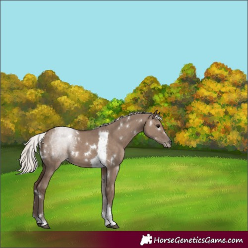 Horse Color:White Spotted Silver Grullo Tobiano 