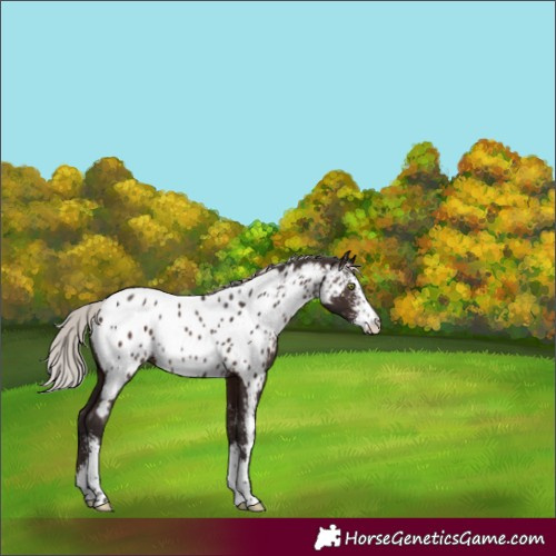 Horse Color:Silver Brown Sabino Near Leopard Rabicano
