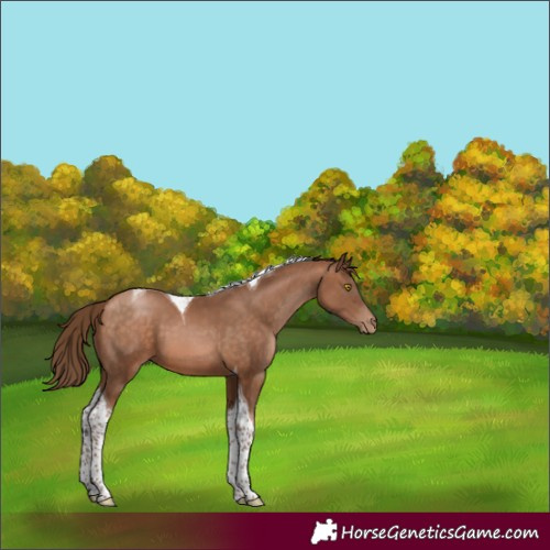 Horse Color:Brown Pearl Tobiano 