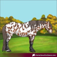 Horse Color:Bay Appaloosa