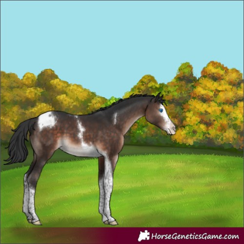 Horse Color:Brown Mushroom Splash Tobiano Appaloosa 