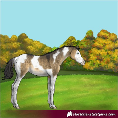 Horse Color:Buckskin Dun Mushroom Splash Tobiano 