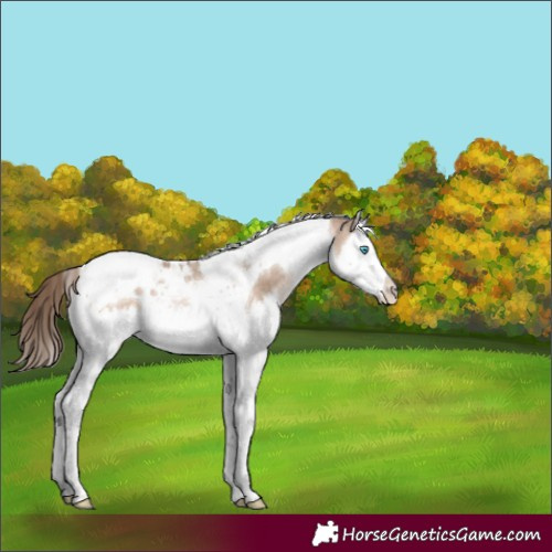 Horse Color:Brown Pearl Dun Mushroom Splash Tobiano 