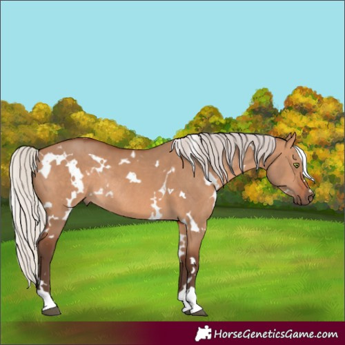 Horse Color:White Spotted Silver Brown Dun Rabicano