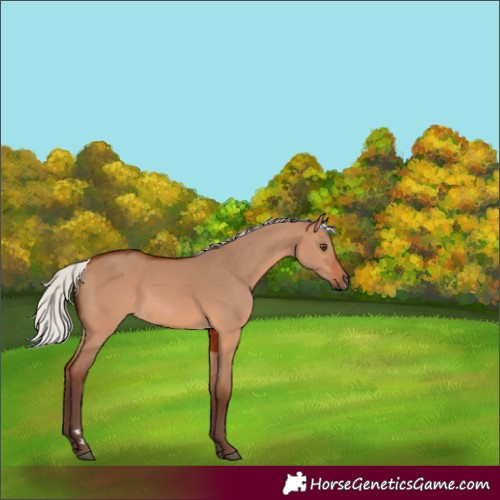 Horse Color:Silver Brown Dun 