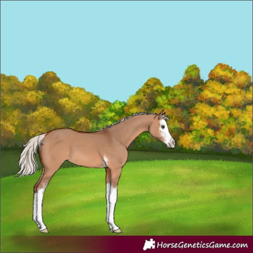 Horse Color:Silver Brown Dun Sabino Splash
