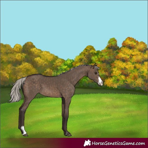 Horse Color:Silver Brown Dun Sabino 