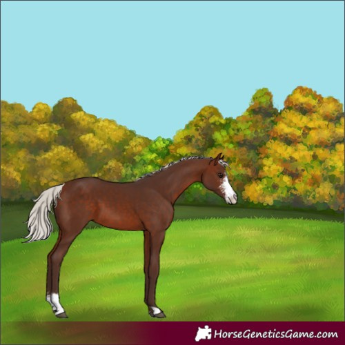 Horse Color:Silver Bay Sabino