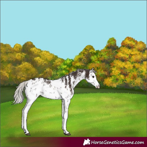 Horse Color:White Spotted Silver Brown Sabino 