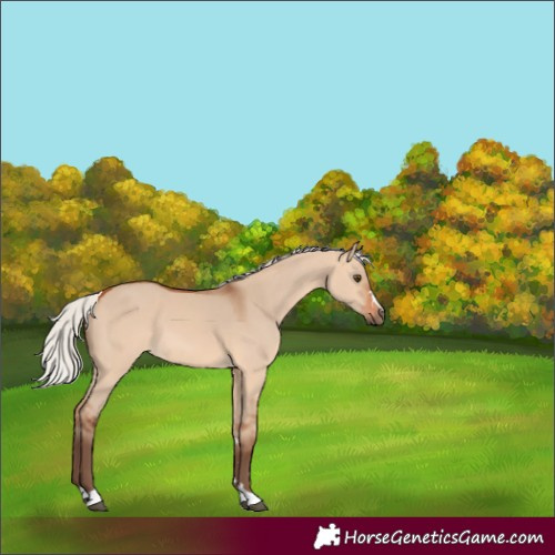 Horse Color:Silver Bay Dun