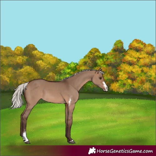 Horse Color:Silver Brown Dun Sabino