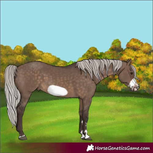 Horse Color:Silver Brown Dun Frame