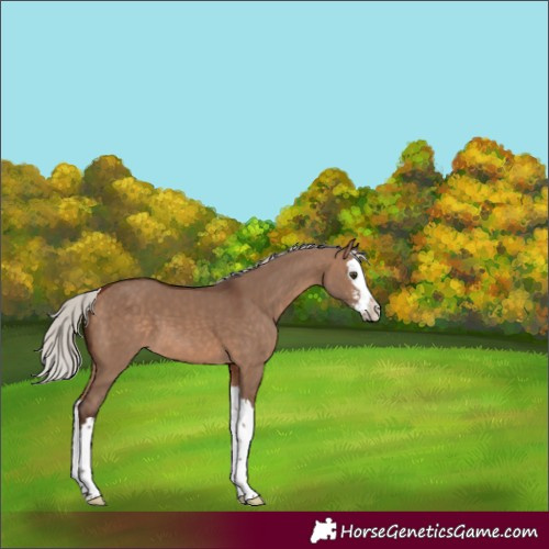 Horse Color:Silver Brown Dun Sabino Splash