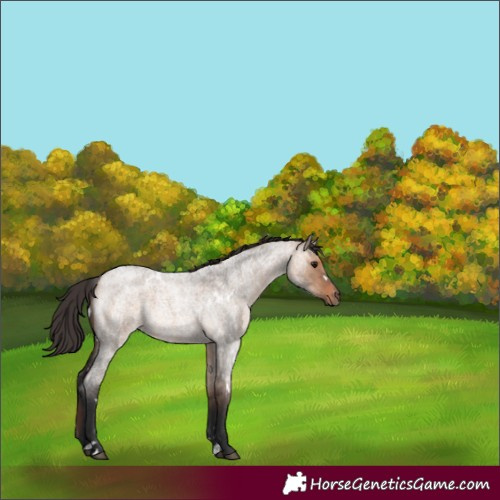 Horse Color:White Spotted Bay Roan Dun Rabicano